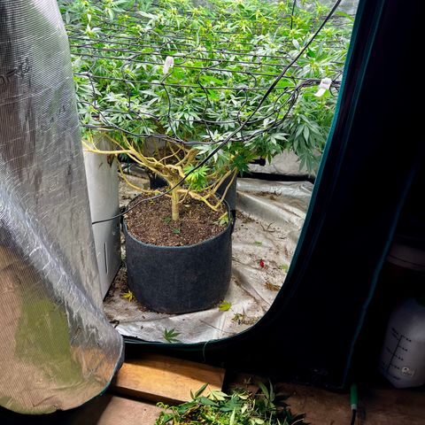 Bubba Kush growlog photo: Their last defoliation.