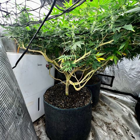Mega Buds growlog timeline photo