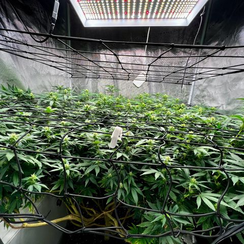 Mega Buds growlog timeline photo