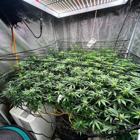 Mega Buds growlog timeline photo