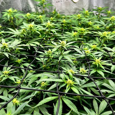 Mega Buds growlog timeline photo