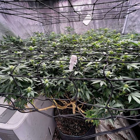 Mega Buds growlog timeline photo