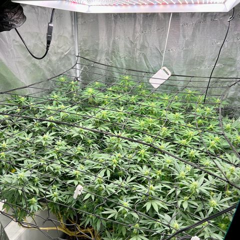 Mega Buds growlog timeline photo