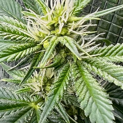 Bubba Kush growlog photo: The good stuff is coming 💚💚💚🌫️🌫️🌫️