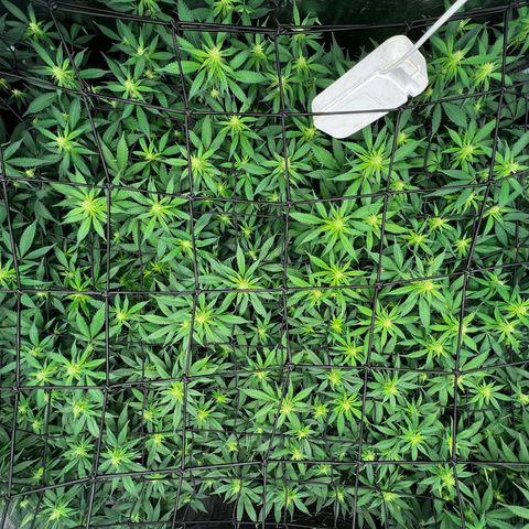 Bubba Kush growlog photo: Getting beautiful 💚💚💚