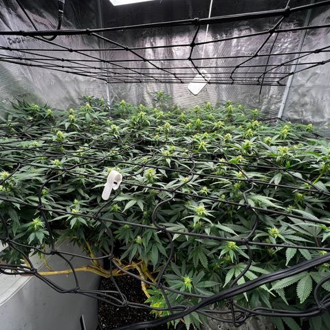 Bubba Kush growlog photo: Getting beautiful 💚💚💚