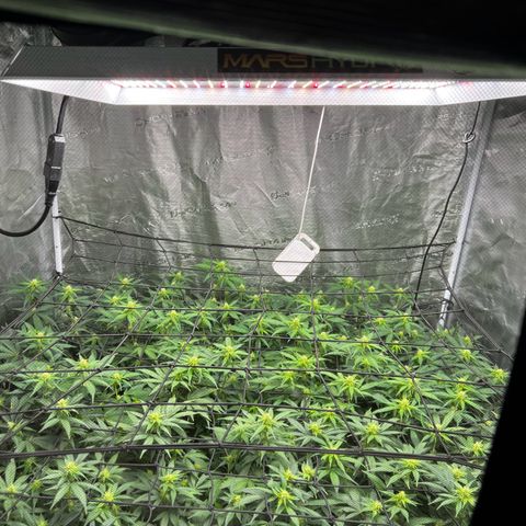 Bubba Kush growlog photo: Getting beautiful 💚💚💚