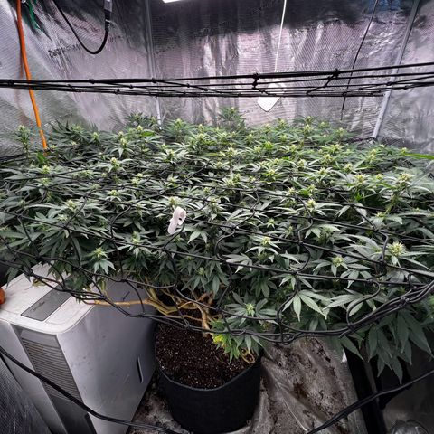 Bubba Kush growlog photo: Getting beautiful 💚💚💚