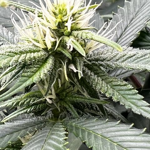 Bubba Kush growlog photo: Getting beautiful 💚💚💚