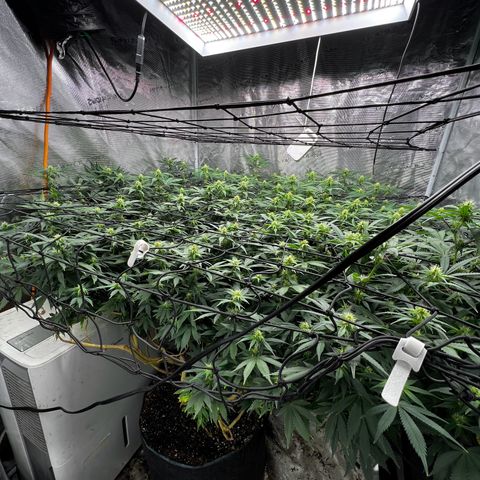 Bubba Kush growlog photo: Getting beautiful 💚💚💚
