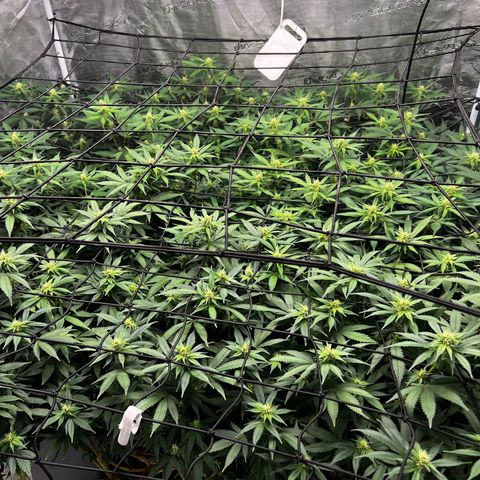 Bubba Kush growlog photo: Getting beautiful 💚💚💚