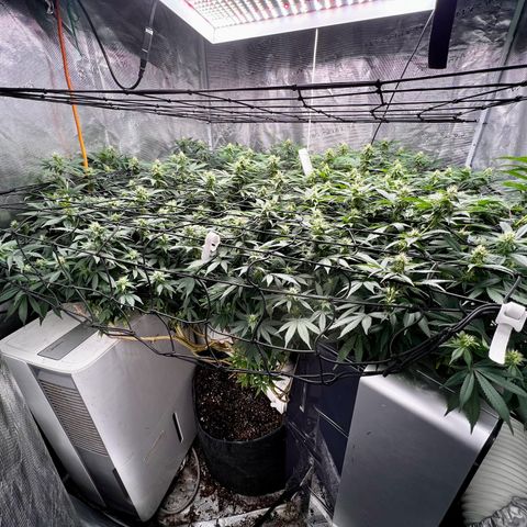 Bubba Kush growlog timeline photo