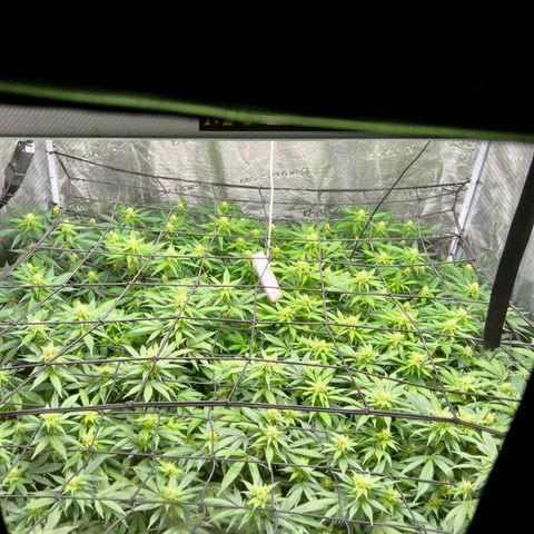 Bubba Kush growlog timeline photo