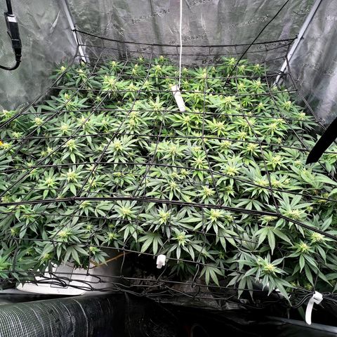 Bubba Kush growlog timeline photo