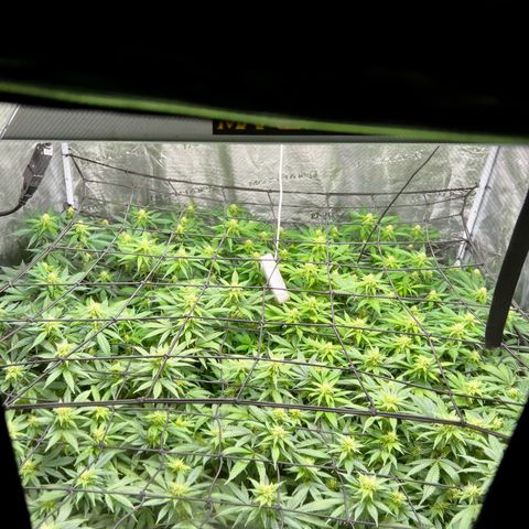 Bubba Kush growlog timeline photo