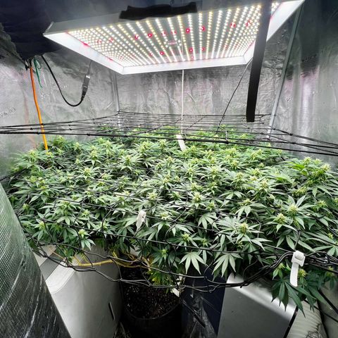 Bubba Kush growlog timeline photo