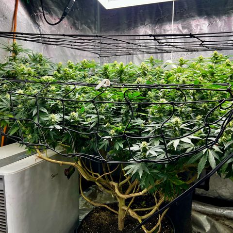 Mega Buds growlog timeline photo
