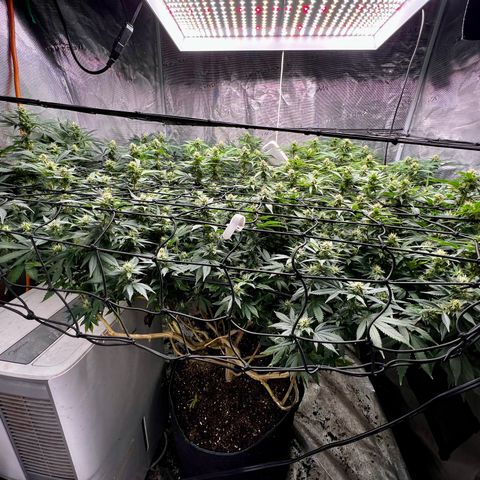 Mega Buds growlog timeline photo