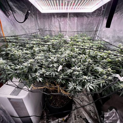 Mega Buds growlog timeline photo