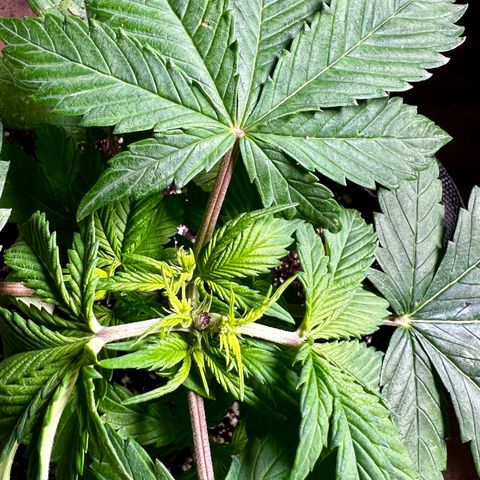 Mega Buds growlog timeline photo