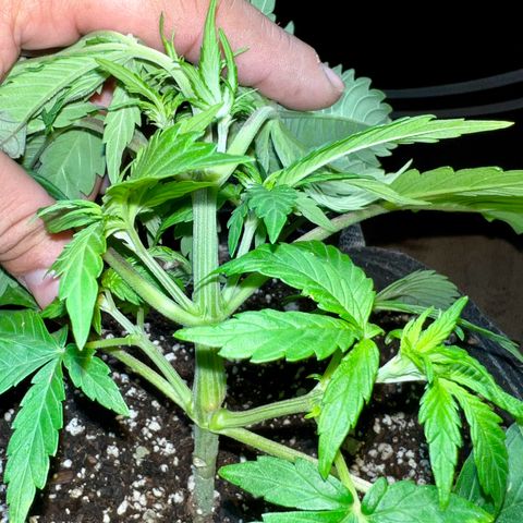 Mega Buds growlog timeline photo