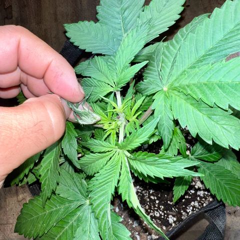 Mega Buds growlog timeline photo