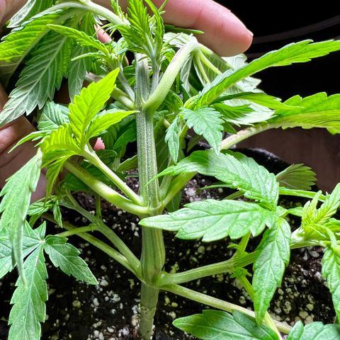 Mega Buds growlog timeline photo