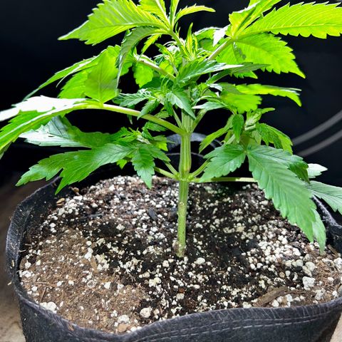 Mega Buds growlog timeline photo