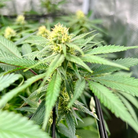 Bubba Kush growlog timeline photo