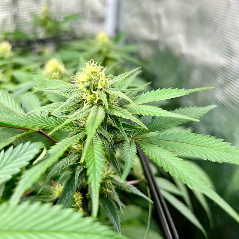 Bubba Kush growlog timeline photo