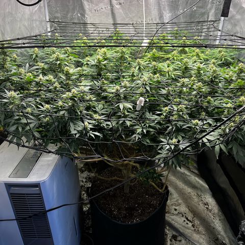 Bubba Kush growlog timeline photo