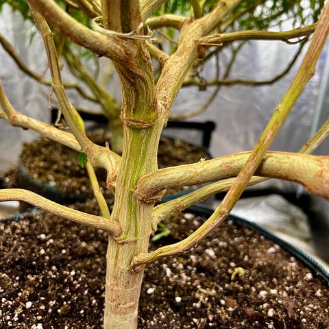 Mega Buds growlog timeline photo