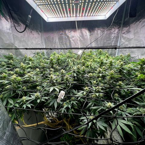 Mega Buds growlog timeline photo