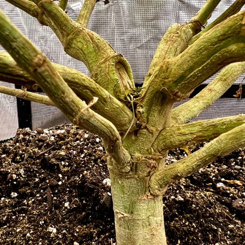 Mega Buds growlog timeline photo
