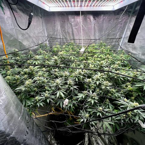Mega Buds growlog timeline photo