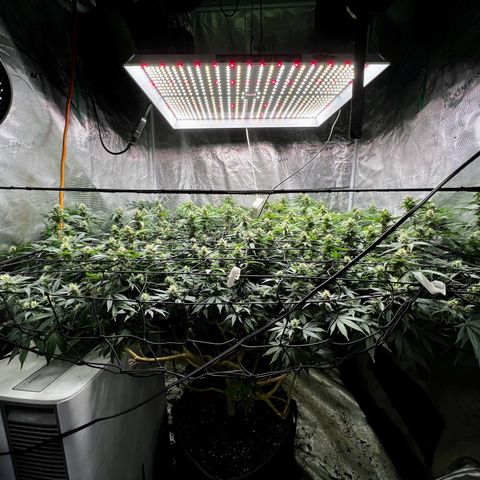 Mega Buds growlog timeline photo