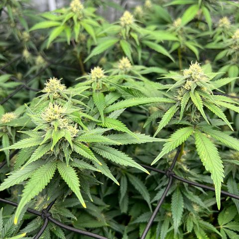 Mega Buds growlog timeline photo