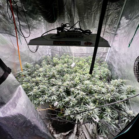 Mega Buds growlog timeline photo