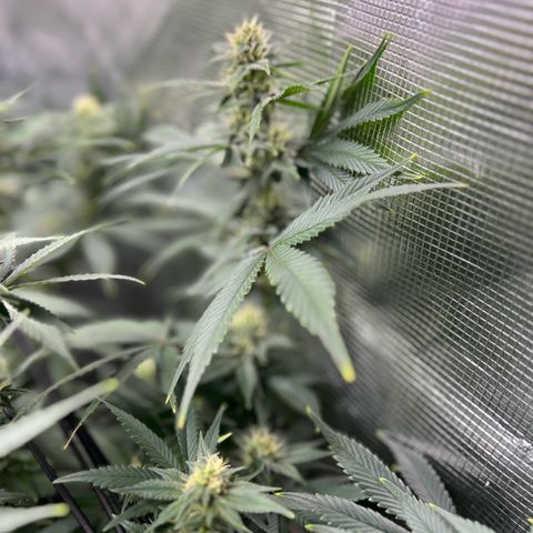 Mega Buds growlog timeline photo