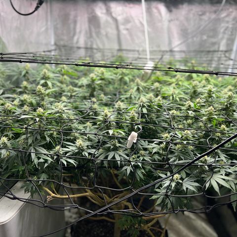 Mega Buds growlog timeline photo