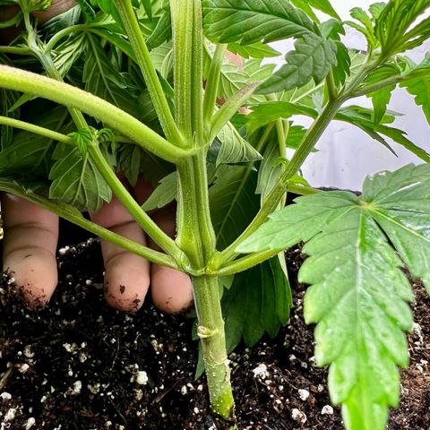 Mega Buds growlog timeline photo