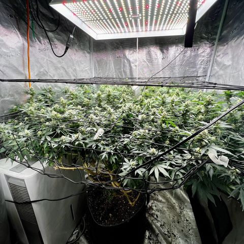 Bubba Kush growlog timeline photo