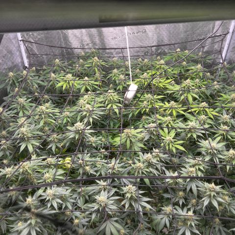 Bubba Kush growlog timeline photo