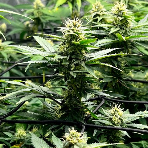 Bubba Kush growlog timeline photo