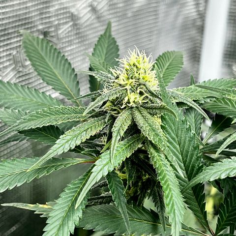 Bubba Kush growlog timeline photo