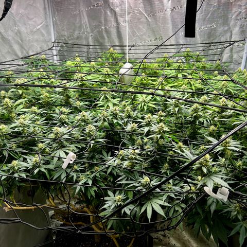 Bubba Kush growlog timeline photo