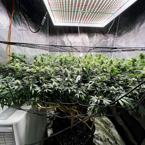 Mega Buds growlog timeline photo