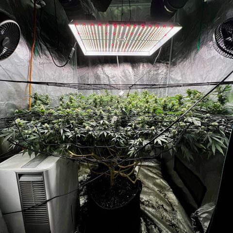 Mega Buds growlog timeline photo