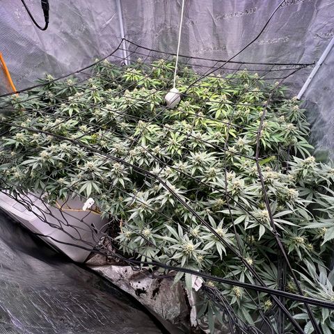 Mega Buds growlog timeline photo