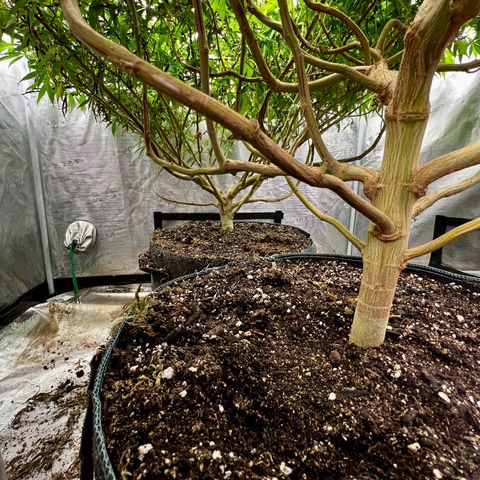 Mega Buds growlog timeline photo